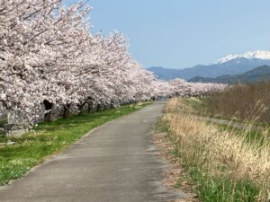 加治川の桜